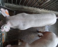 Pure boars of Yorkshire